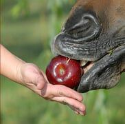 Make your own Horse treats